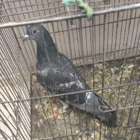 کفتر عالی یک جفت طوق وکفتر های دیگر|پرنده|فردوس (خراسان), |دیوار