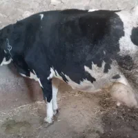 گاو با گوساله نر