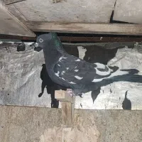 کفتر سینه سیاه|پرنده|فسا, |دیوار