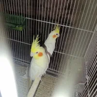 عروس هلندی فروشی ومعاوضه