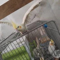 عروس هلندی|پرنده|گیان, |دیوار