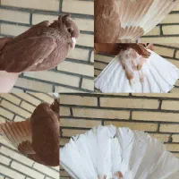 کبوتر نقش یجا