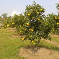 سم پاشی و علف زنی باغ و ویلا