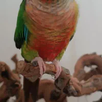 گرینچیک نر جوان
