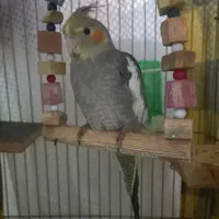 عروس هلندی|پرنده|رباط‌کریم, شترخوار|دیوار