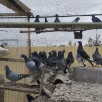 قارنی قره پرشی و ۳۰دنه آتیلما|پرنده|مشگین شهر, |دیوار