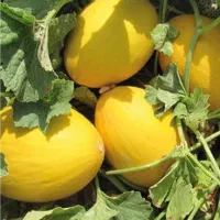 خربزه شیرازی درجه یک