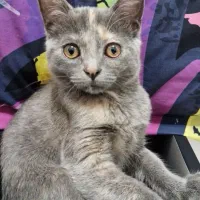 بچه گربه|گربه|ملکان, |دیوار