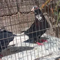 نر ماده پلنگ فوق عتیغه