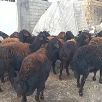 گوسفند