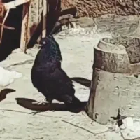کفتر نر مست