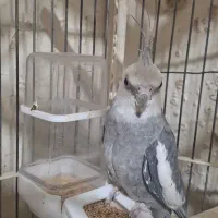 یک جفت عروس هلندی جوان و بالغ|پرنده|تهران, دولاب|دیوار