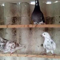 کفتر فروشی|پرنده|نوشهر, |دیوار