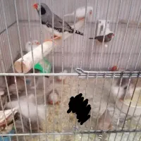 فنچ عمده|پرنده|شاهین‌شهر, مخابرات (شهید بهشتی)|دیوار