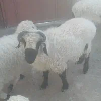 شیشک فروشی نهبندان