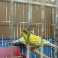 جفت قناری مولد