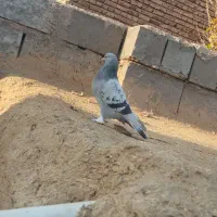 دوتا ترکیه ماده خاس بازی دار وصدادار