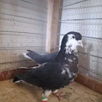 ساده|پرنده|تربت جام, معدآباد|دیوار