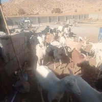 بز سانن|حیوانات مزرعه|ارمند, |دیوار