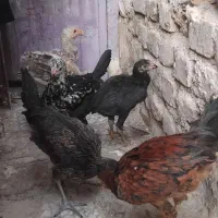۵تا جوجه محلی شروه ایی