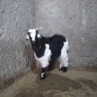 بز نر زیبا|حیوانات مزرعه|دورود, |دیوار