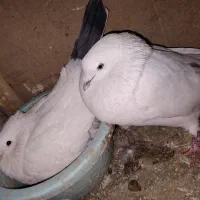 کفتر پرشی دهن خورده
