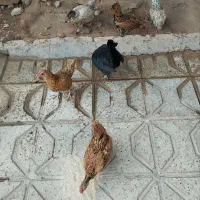 فروش مرغ|حیوانات مزرعه|تربت جام, میان جام|دیوار