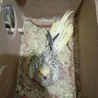 لباس پیراهن عروس هلندیه