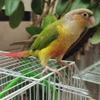 گرینجیک 3ماهه