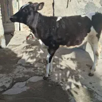 گوساله ماده|حیوانات مزرعه|قروه, |دیوار