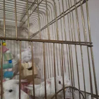 عروس هلندی آلبینو|پرنده|کوهمره, |دیوار