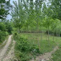 شش-پلاک-مسکونی-رشت-کوچصفهان
