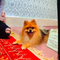 سگ پامر خرسی