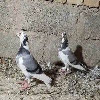 کبوتر جوجه مسافتی|پرنده|سیب و سوران, |دیوار