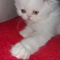 بچه گربه ی پرشین