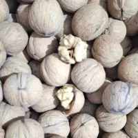 فروش گردوپرچرب وخوشمزه  محلی