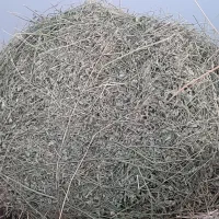 یونجه تازه مال امسال خشک