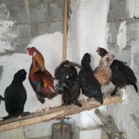 مرغ خروس محلی چاه قائدی وحید کشتکار|حیوانات مزرعه|لامرد, |دیوار