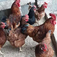 فروش مرغ تخم گذار