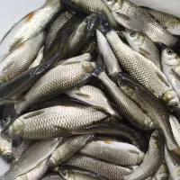 بچه ماهی کپور و آمور|عمدهفروشی|سنگر, |دیوار