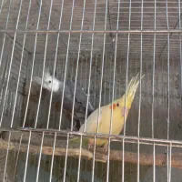 پرنده|پرنده|ایرانشهر, |دیوار