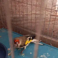 سهره یا سقا بافتی نر گل بلند|پرنده|کرمان, |دیوار