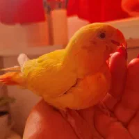 طوطی برزیلی زرد|پرنده|کوچصفهان, |دیوار