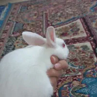 خرگوش نر بازیگوش