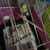 عروس هلندی نروماده‌مولد‌دستی