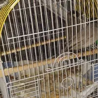 یک جفت قناری|پرنده|مسجد سلیمان, |دیوار