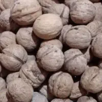 گردو درجه یک ملایر