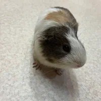 خوکچه هندی ناز و دستی|موش و خرگوش|تهران, فلسطین (میدان انقلاب)|دیوار