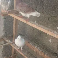 کبوتر پرشی|پرنده|فومن, |دیوار