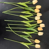 گل لاله و گلدان